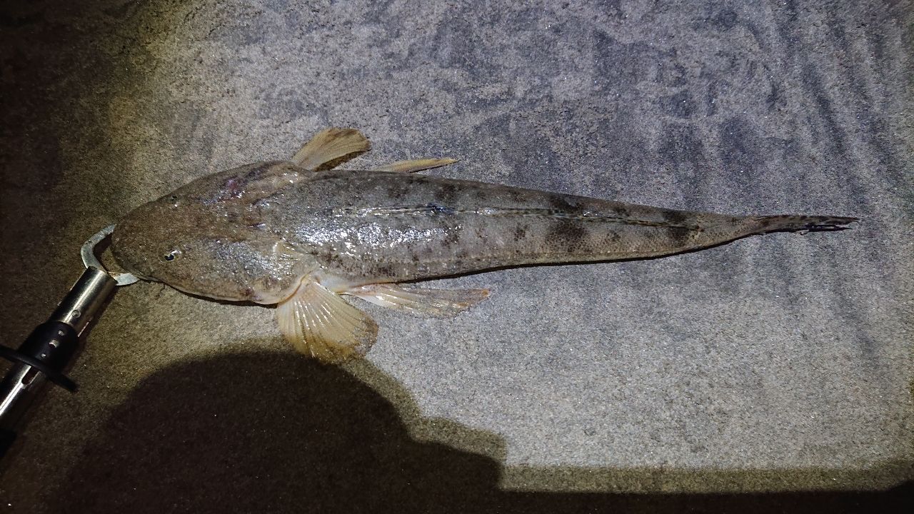 マゴチ