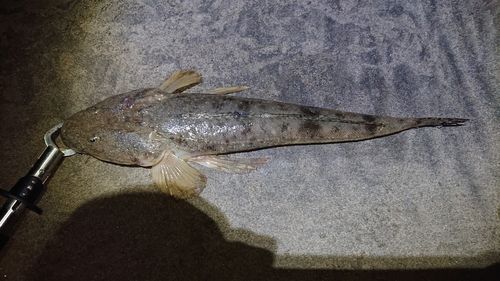 マゴチの釣果
