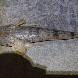 マゴチ