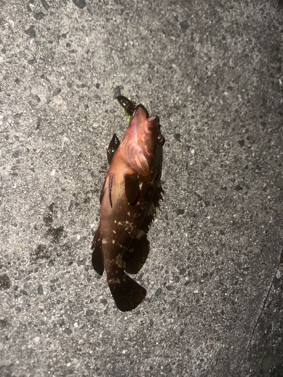 アコウ
