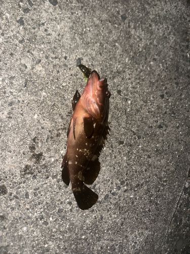 アコウの釣果