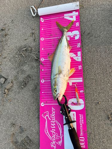 ワカシの釣果