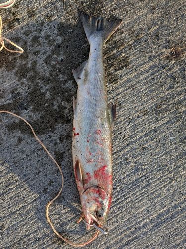 アキアジの釣果