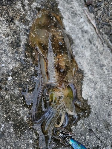 アオリイカの釣果