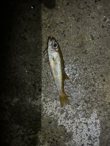 乙浜漁港