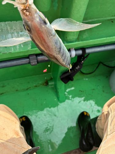 マアジの釣果