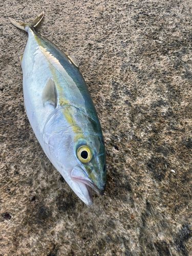 ツバイソの釣果