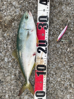 フクラギの釣果