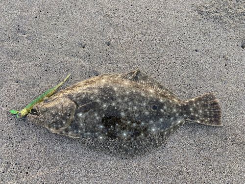 ヒラメの釣果