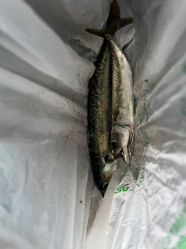 サバの釣果