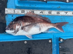 マダイの釣果