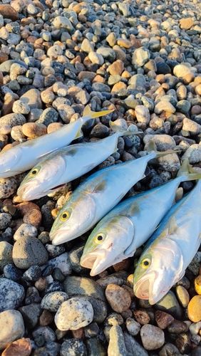 ツバイソの釣果