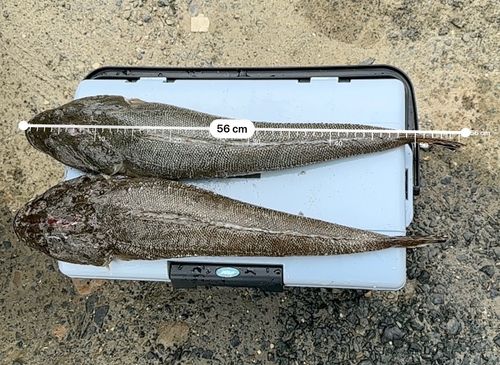 マゴチの釣果