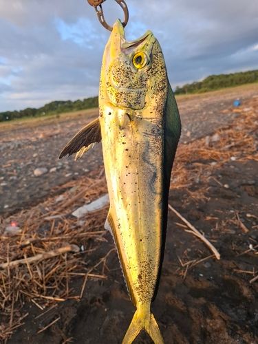 シイラの釣果