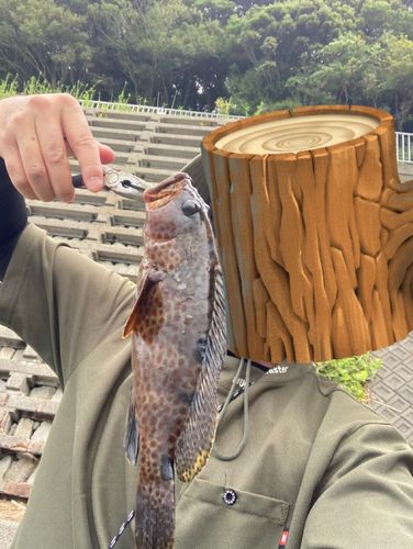 オオモンハタの釣果