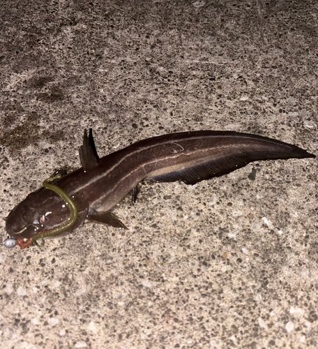 ゴンズイの釣果