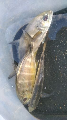 メッキの釣果