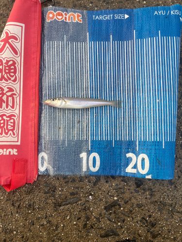 キスの釣果