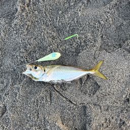 アジ
