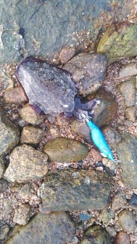 コウイカの釣果
