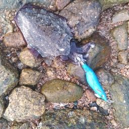 コウイカ