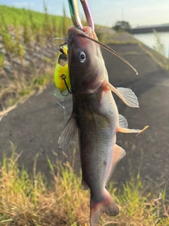 アメリカンキャットフィッシュの釣果