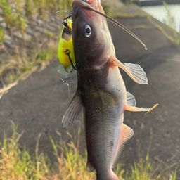 アメリカンキャットフィッシュ