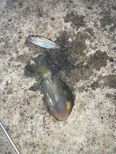 アオリイカの釣果