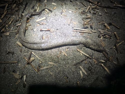 マアナゴの釣果