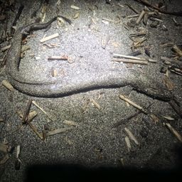 マアナゴ