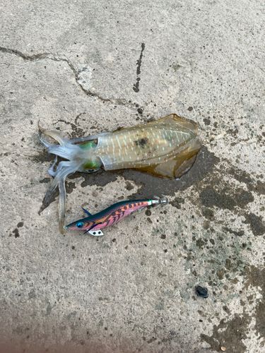 玄界灘