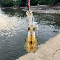 アオリイカ