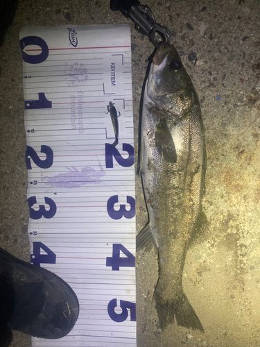 フッコ（マルスズキ）の釣果