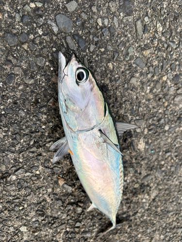 マルソウダの釣果