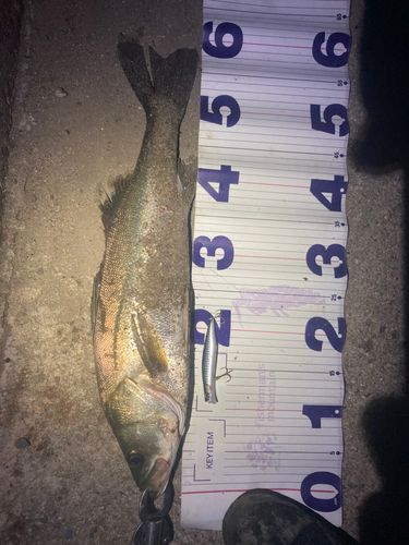 フッコ（マルスズキ）の釣果