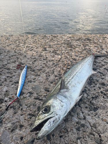 サゴシの釣果