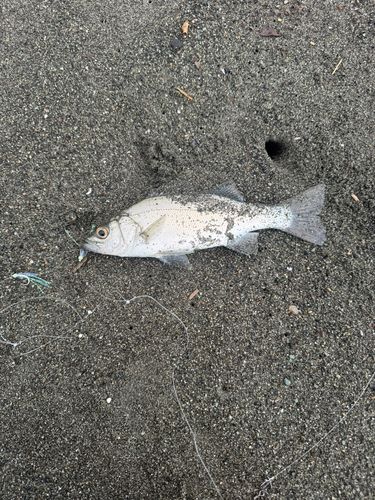 セイゴ（ヒラスズキ）の釣果