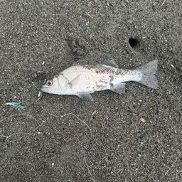 セイゴ（ヒラスズキ）