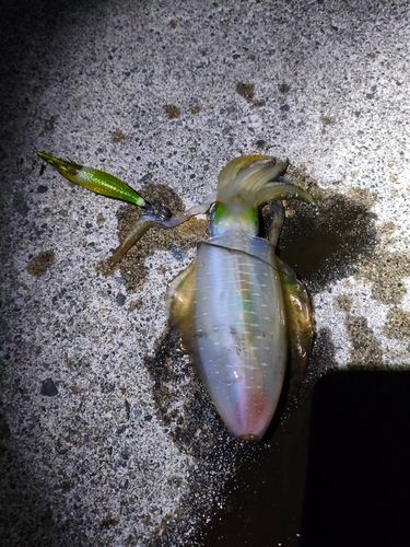 アオリイカの釣果