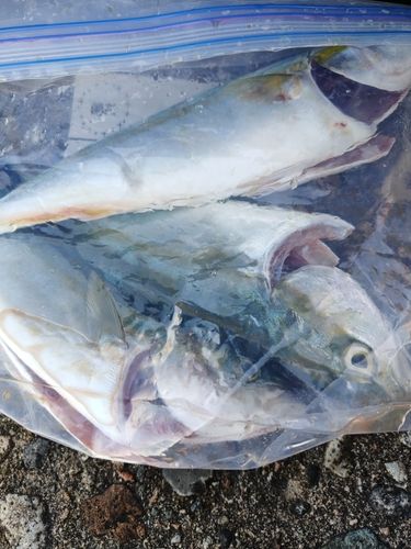 ツバスの釣果