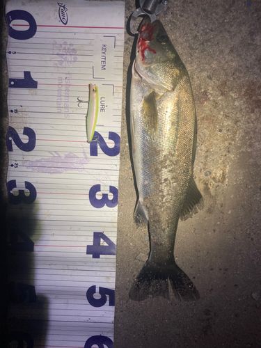 フッコ（マルスズキ）の釣果