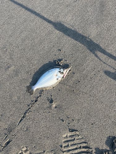 ソゲの釣果