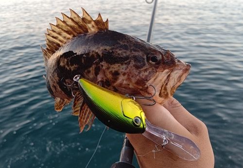 タケノコメバルの釣果