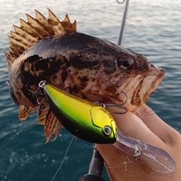 タケノコメバル