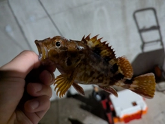 カサゴの釣果