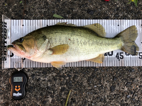 ブラックバスの釣果