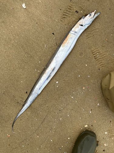 タチウオの釣果