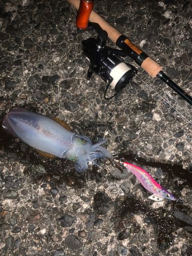 アオリイカの釣果