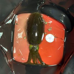 アオリイカ