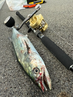 サゴシの釣果